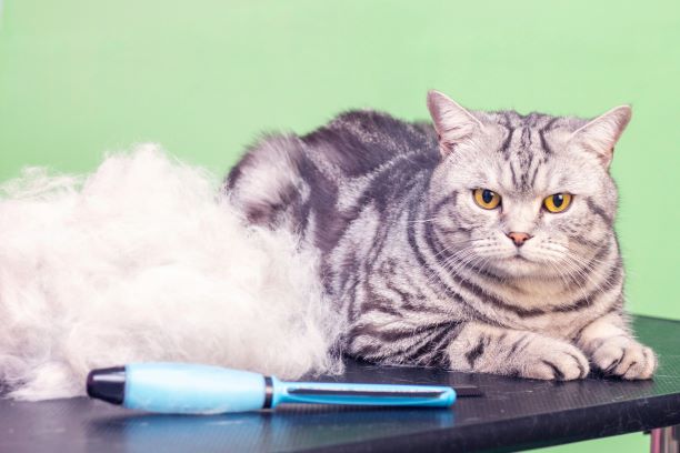 Employees - Kitten Caboodle Cat Grooming